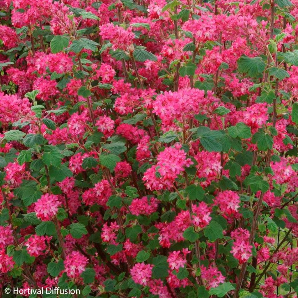 Ribes sanguineum Red Bross - Grosellero de invierno