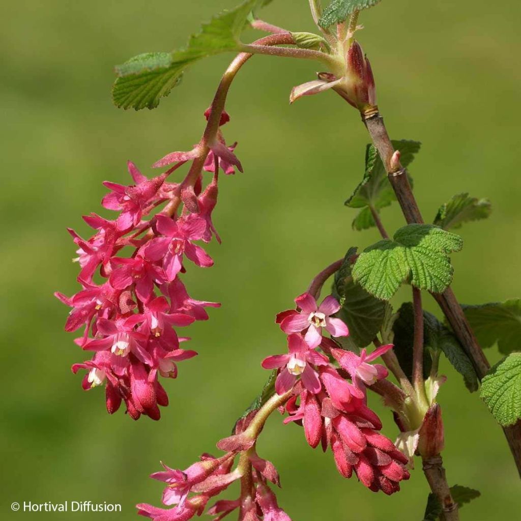 Ribes sanguineum Red Bross - Grosellero de invierno