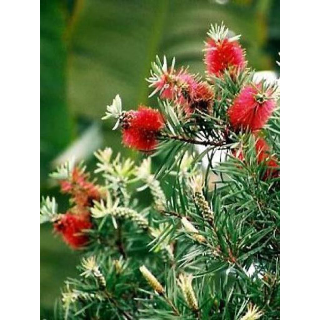 Callistemon rigidus - Limpiatubos