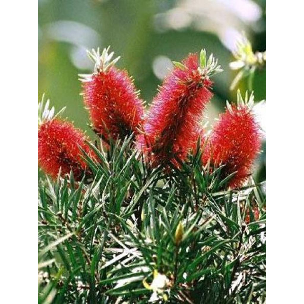 Callistemon rigidus - Limpiatubos