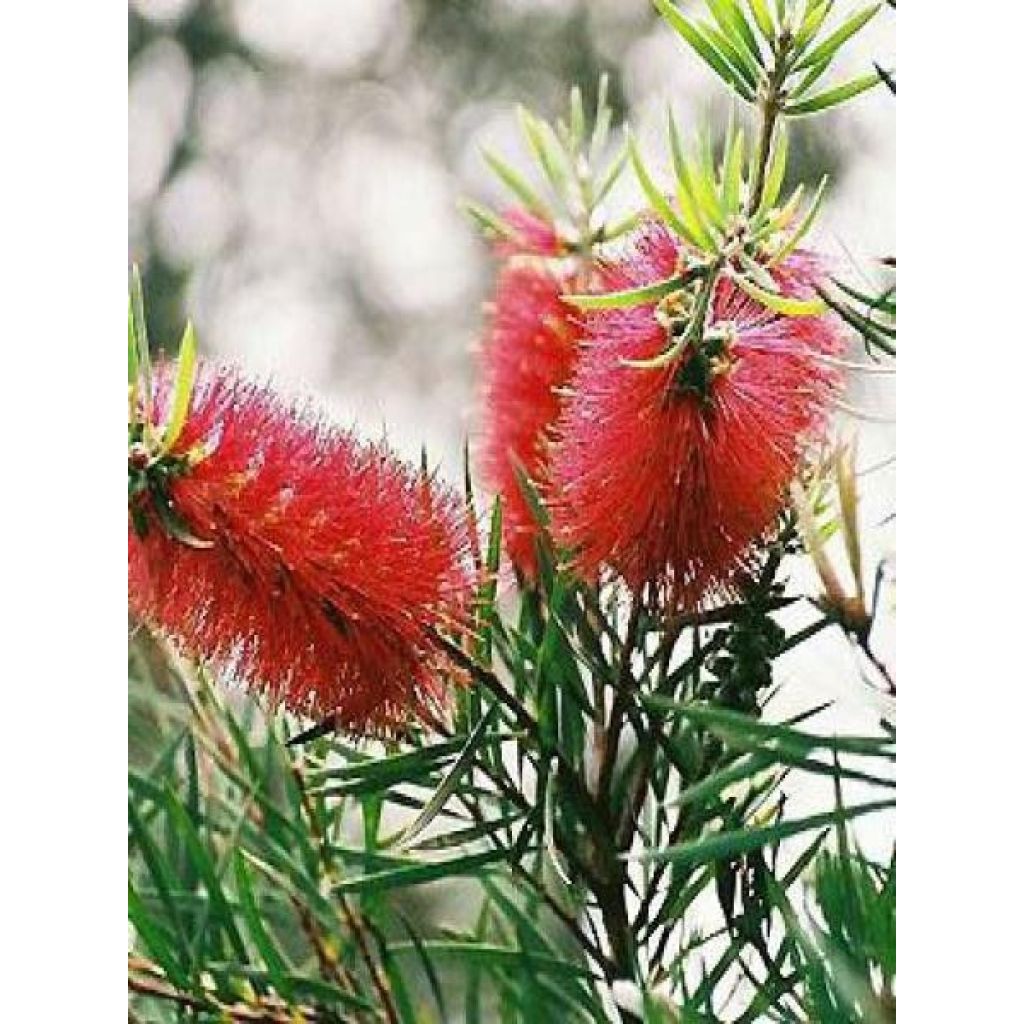 Callistemon rigidus - Limpiatubos