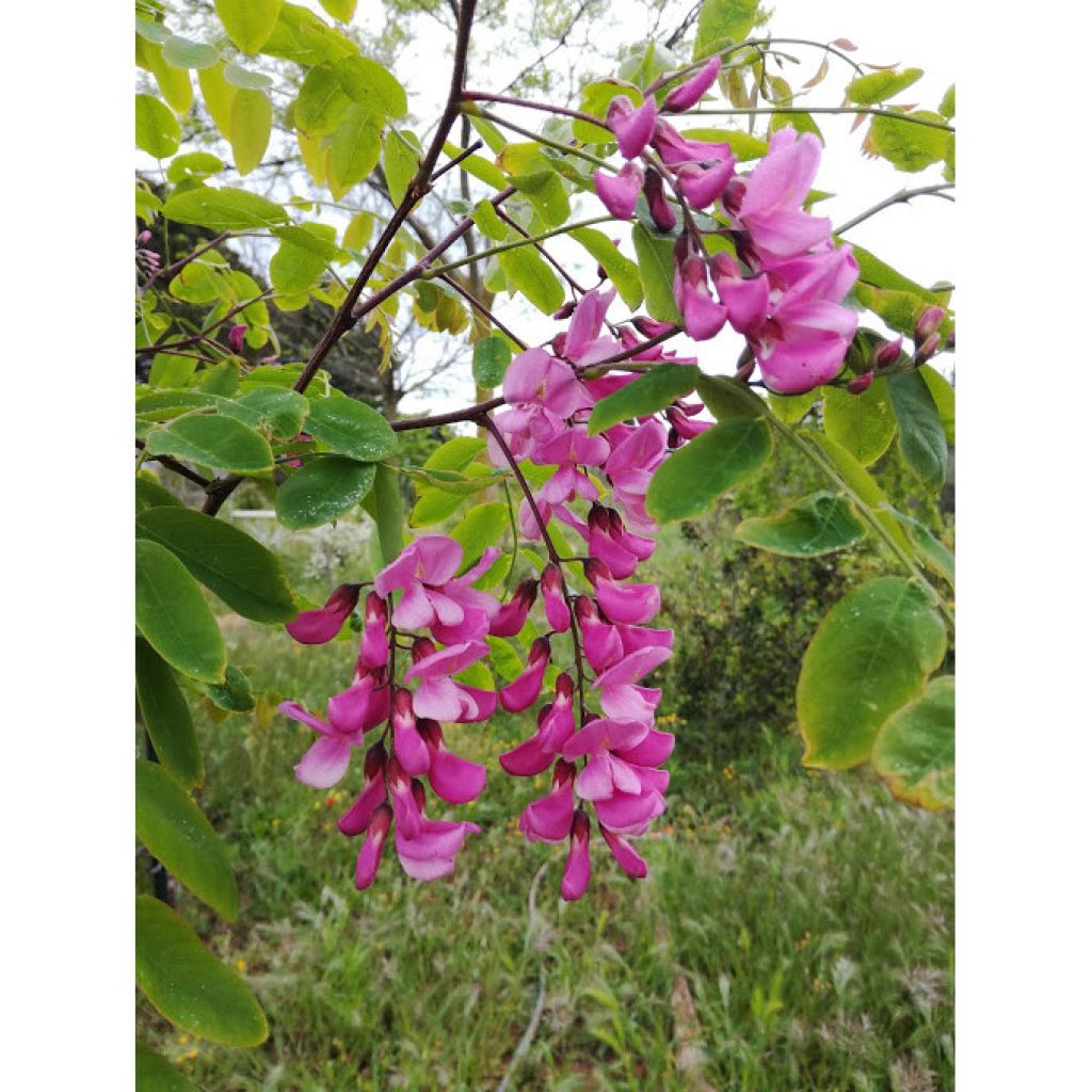 Robinia pseudoacacia Casque Rouge - Falsa acacia