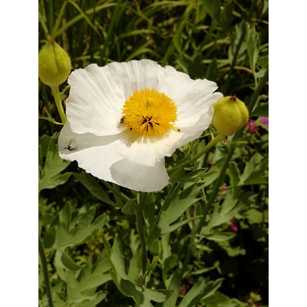 Romneya coulteri - Arbol de las amapolas