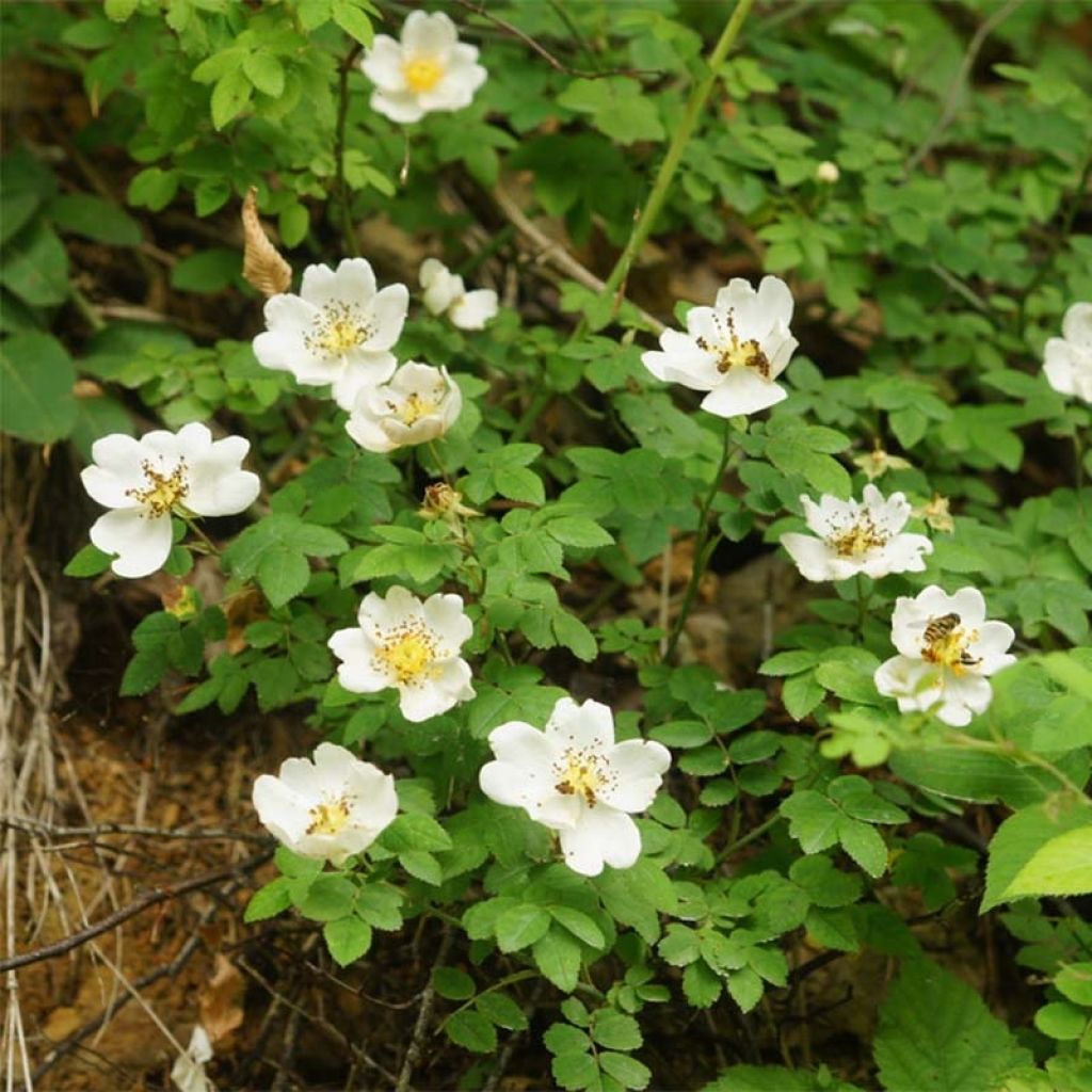 Rosa arvensis - Rosal silvestre