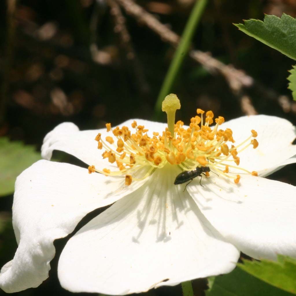 Rosa arvensis - Rosal silvestre