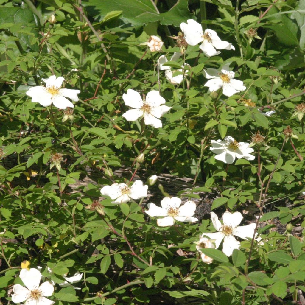 Rosa arvensis - Rosal silvestre