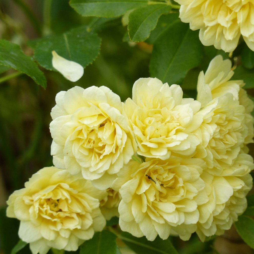 Rosa banksiae Lutea - Rosal de Banksia