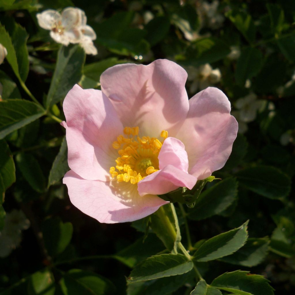 Rosa canina - Escaramujo