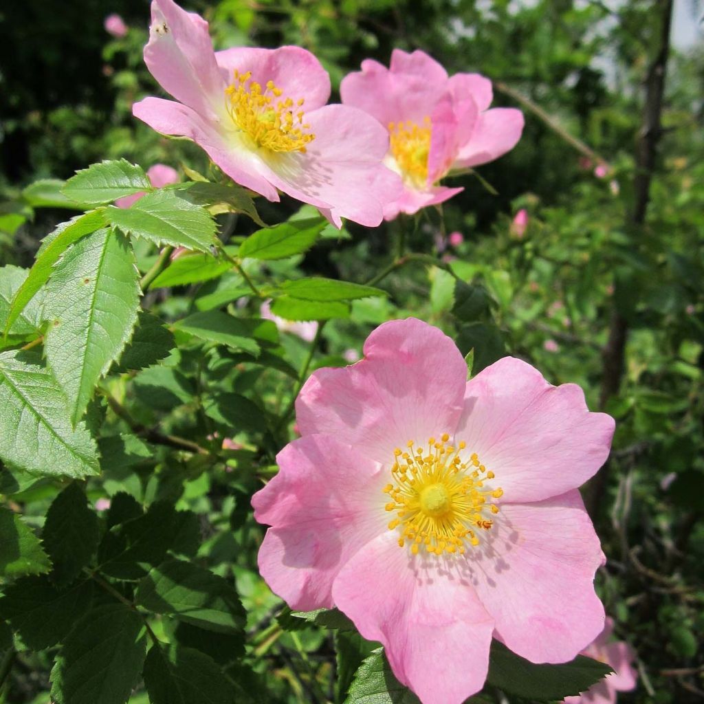 Rosa canina - Escaramujo