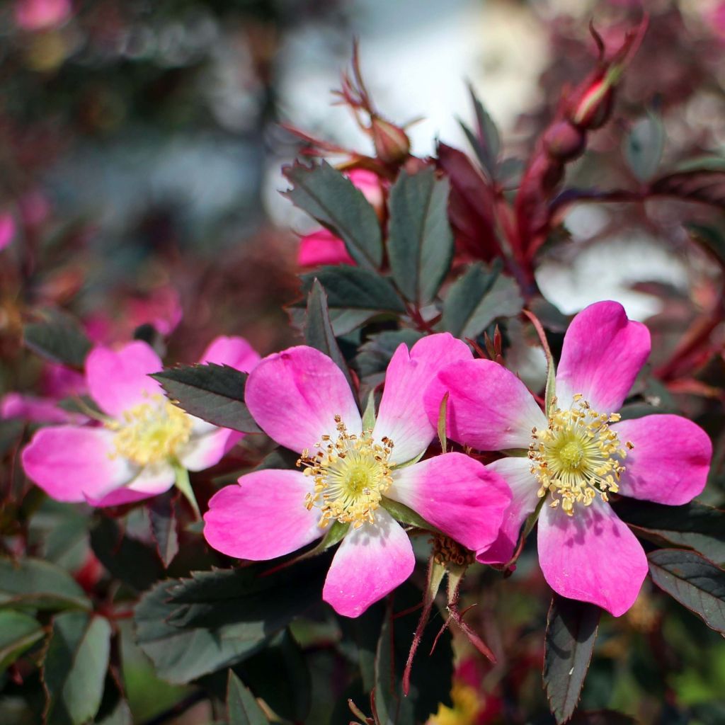 Rosa glauca