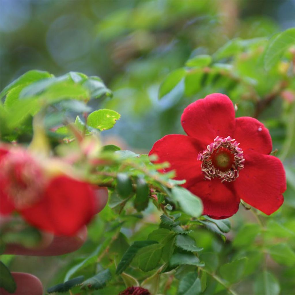 Rosa moyesii Geranium