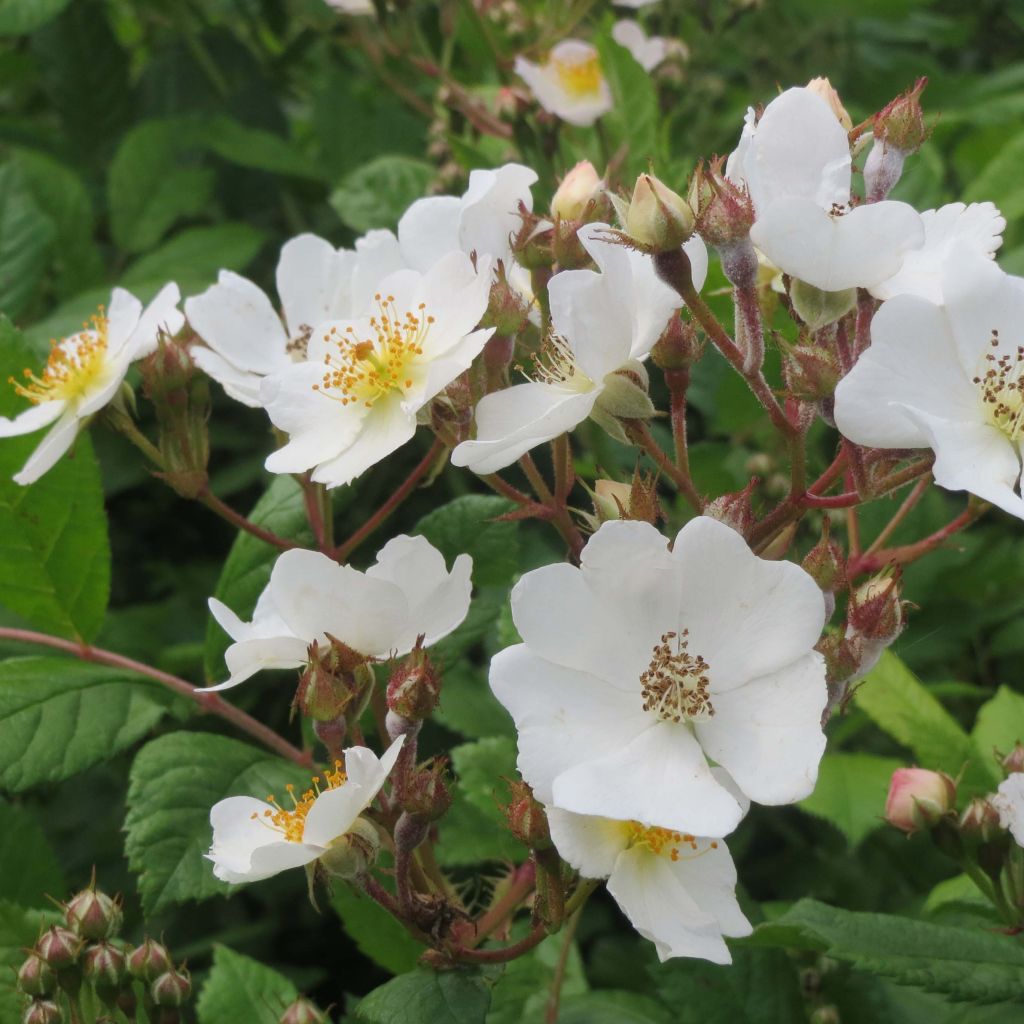 Rosal multiflora  -Rosal trepadora