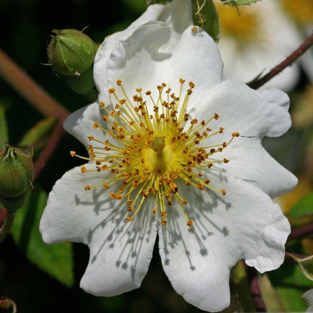 Rosal multiflora  -Rosal trepadora