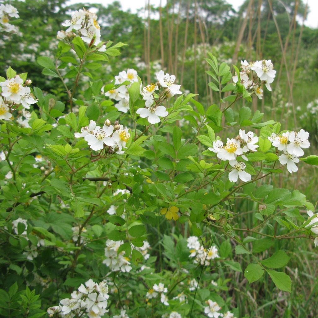 Rosal multiflora  -Rosal trepadora