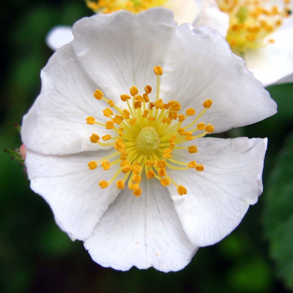 Rosal multiflora  -Rosal trepadora