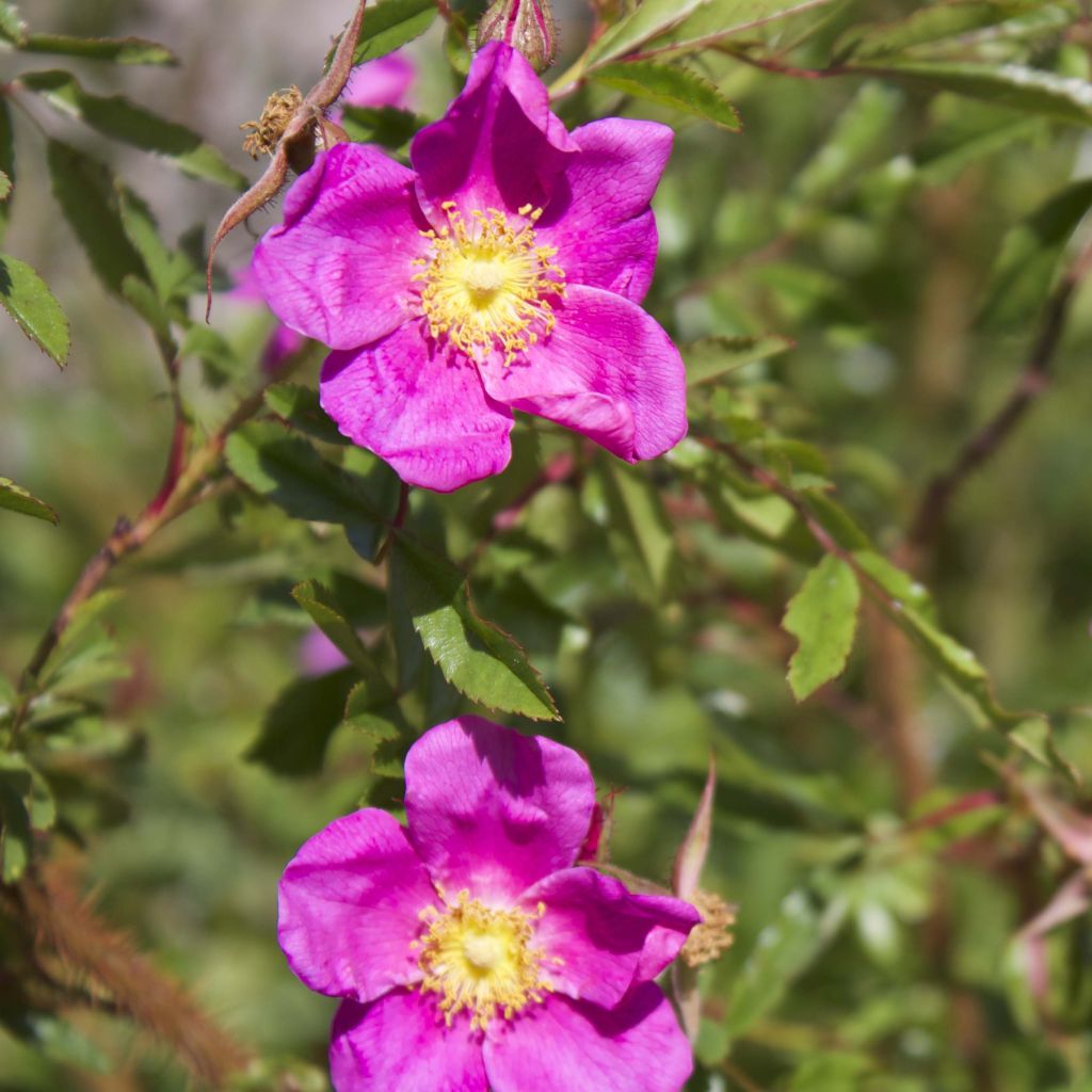 Rosa nitida