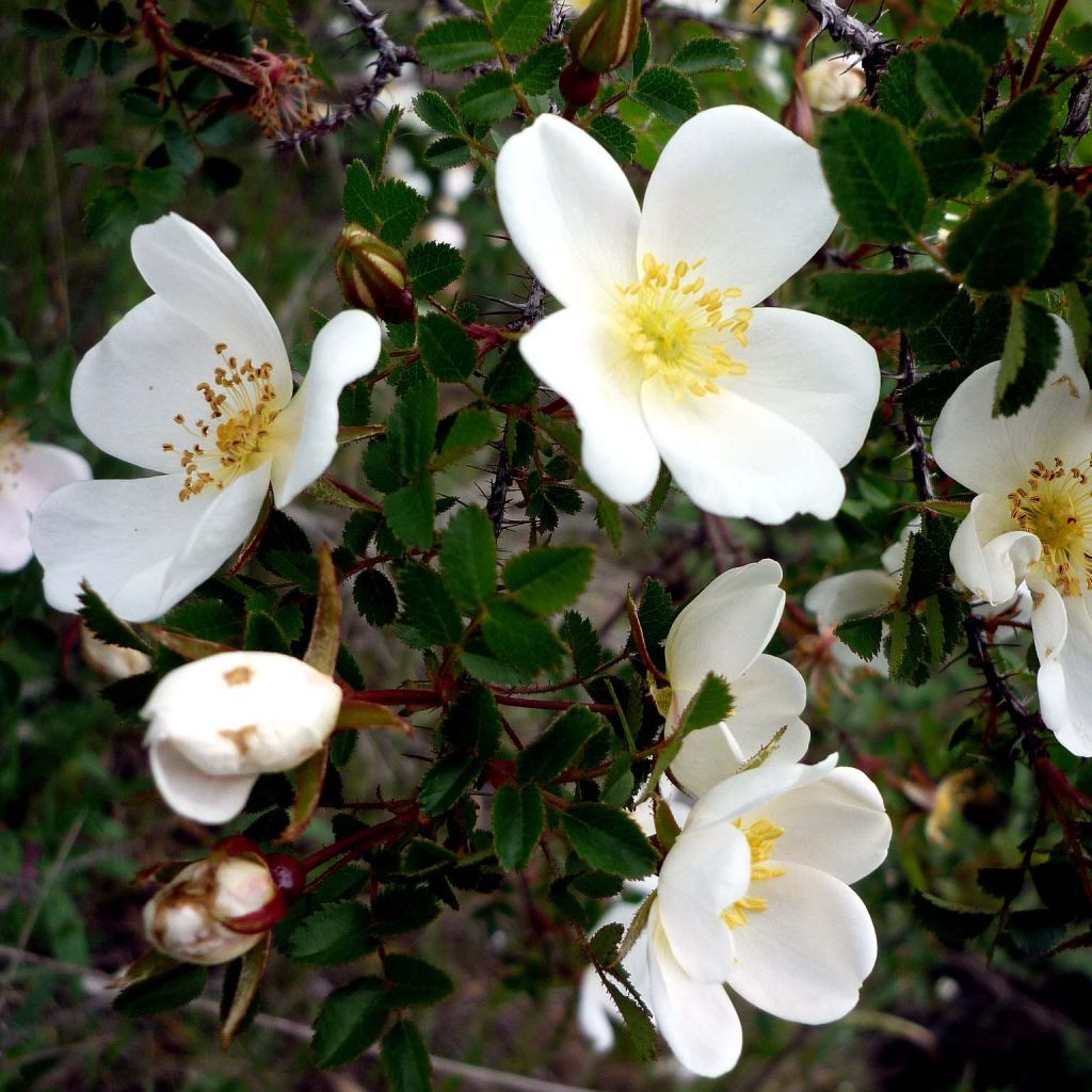 Rosal pimpinellifolia - Rosal espinosísimo