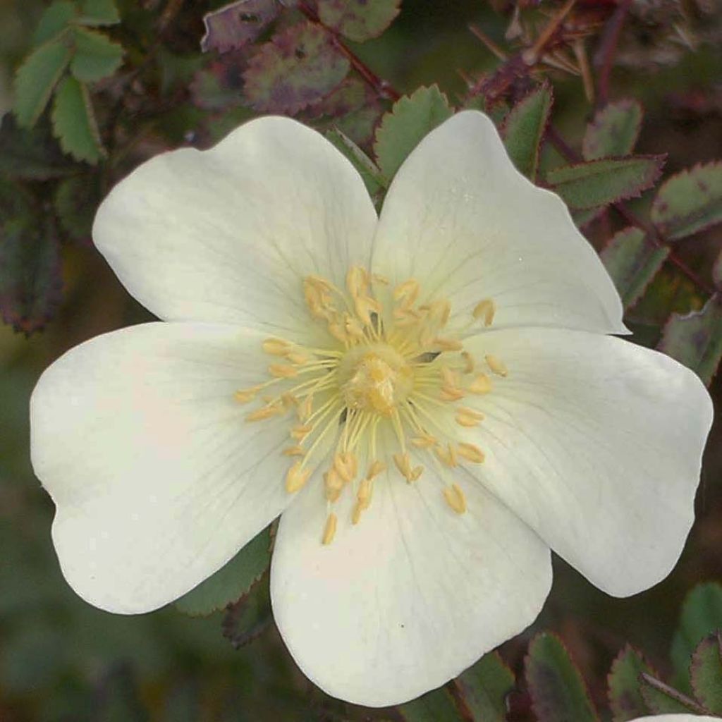 Rosal pimpinellifolia - Rosal espinosísimo