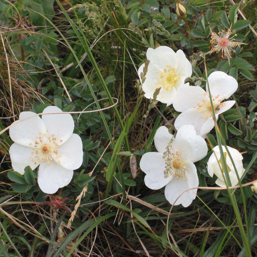 Rosal pimpinellifolia - Rosal espinosísimo