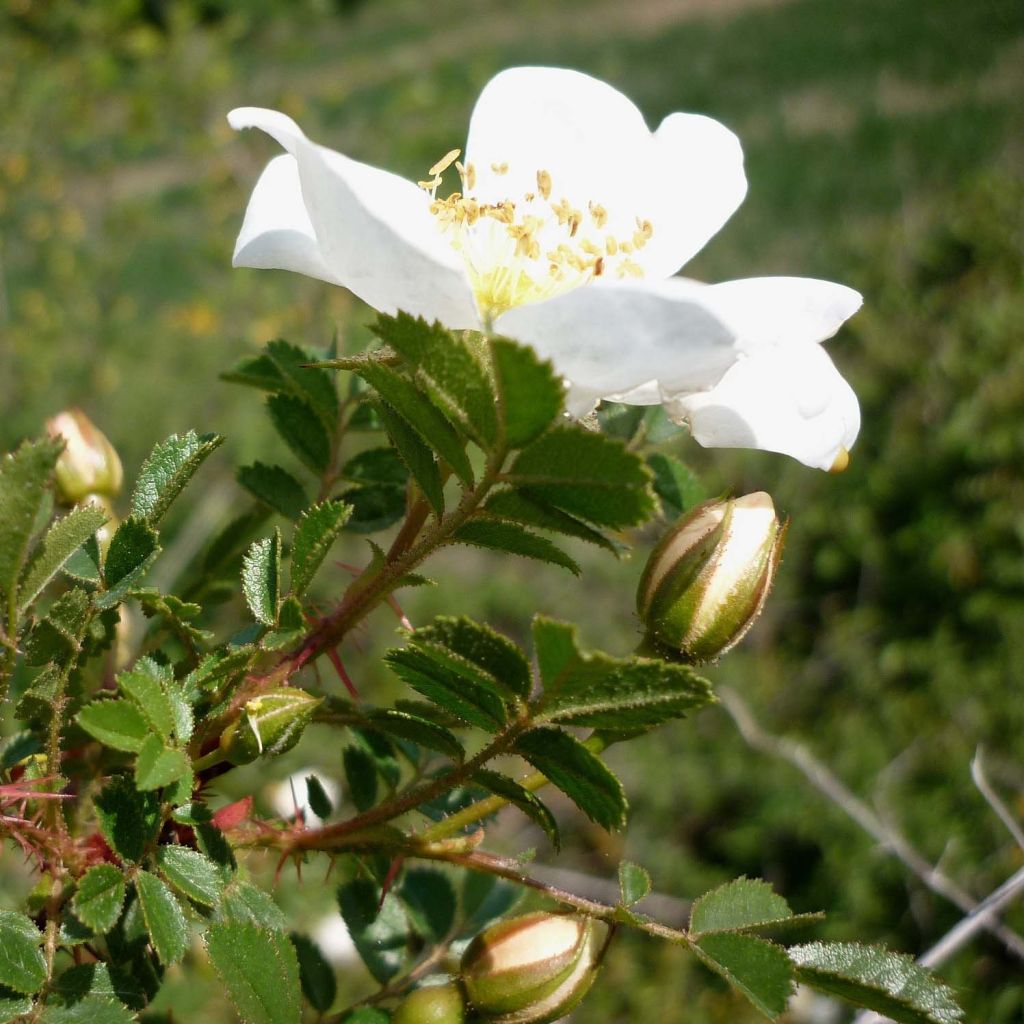 Rosal pimpinellifolia - Rosal espinosísimo