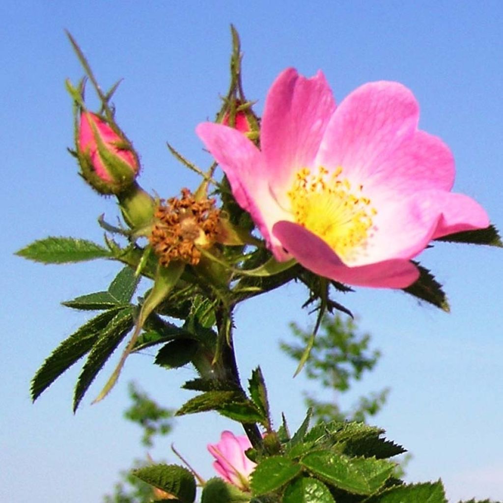 Rosa rubiginosa - Rosa mosqueta