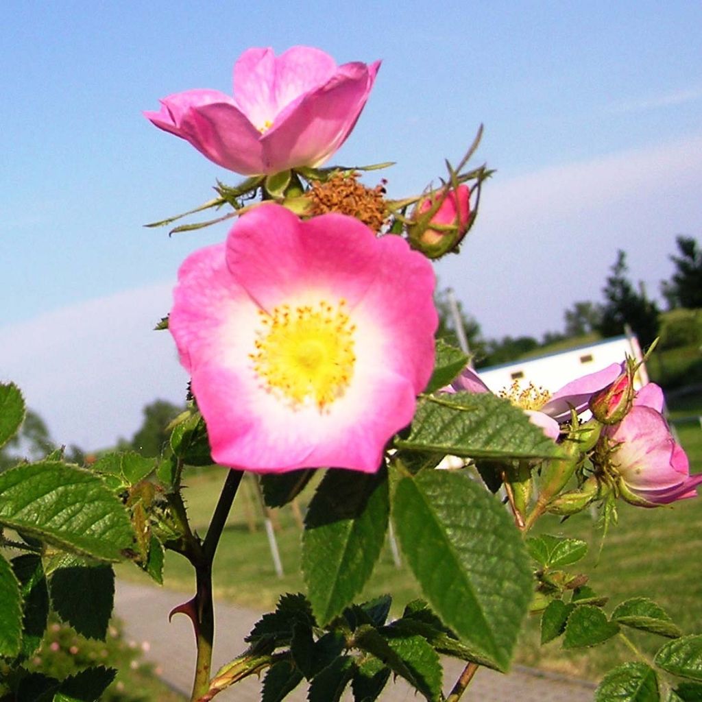 Rosa rubiginosa - Rosa mosqueta