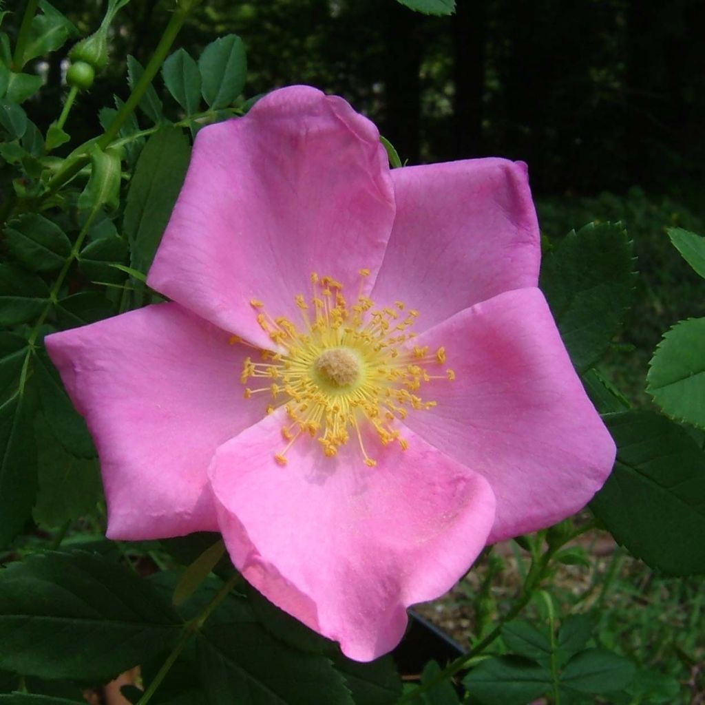 Rosa virginiana - Rosa de Virginia