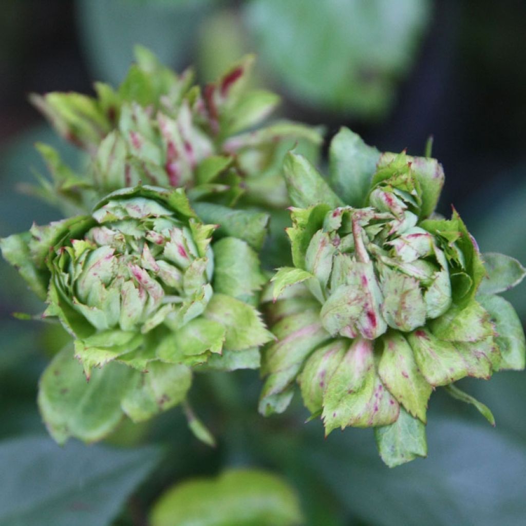 Rosa Viridiflora - Rosa china