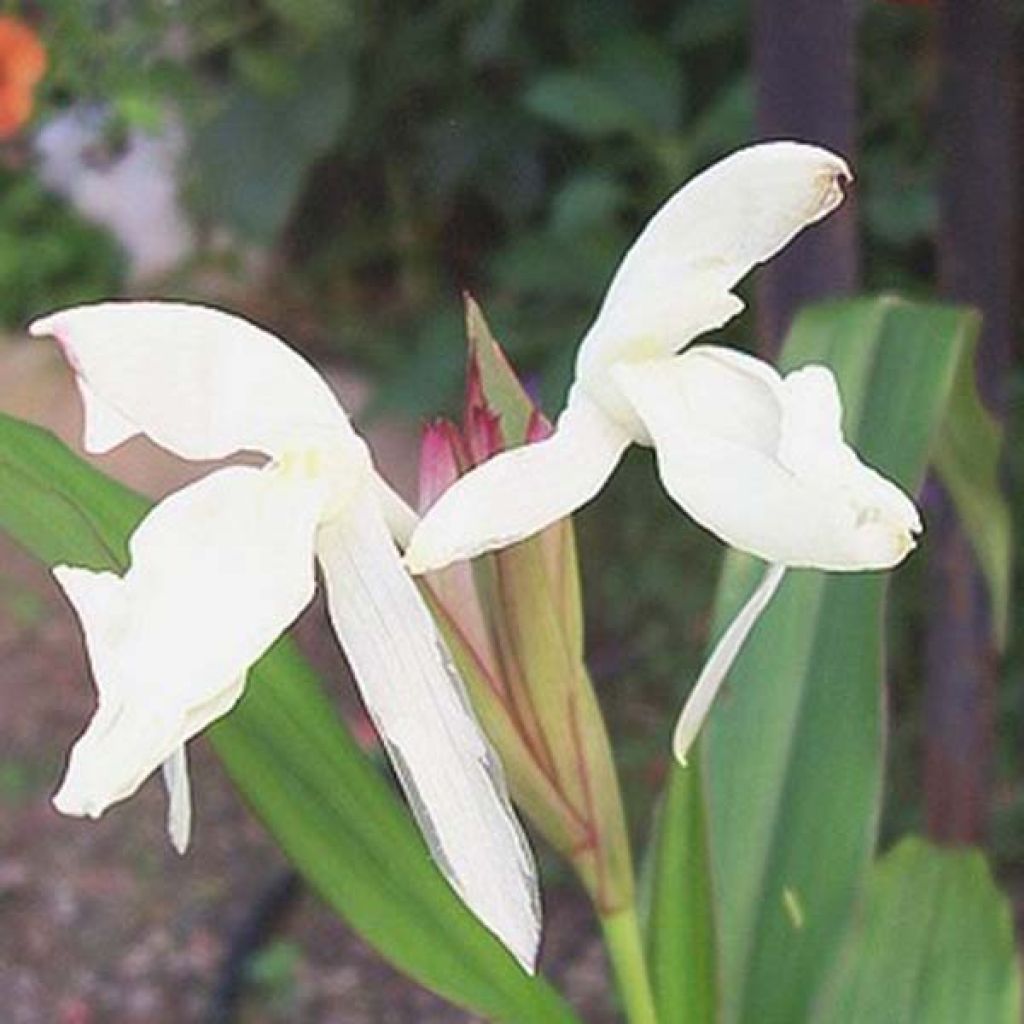 Roscoea beesiana Alba