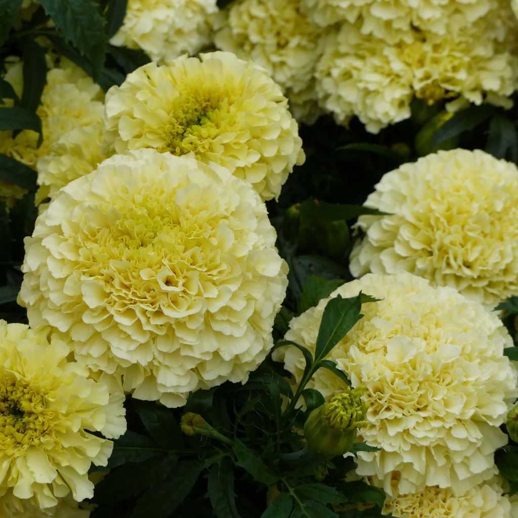 Tagetes erecta F1 Vanilla