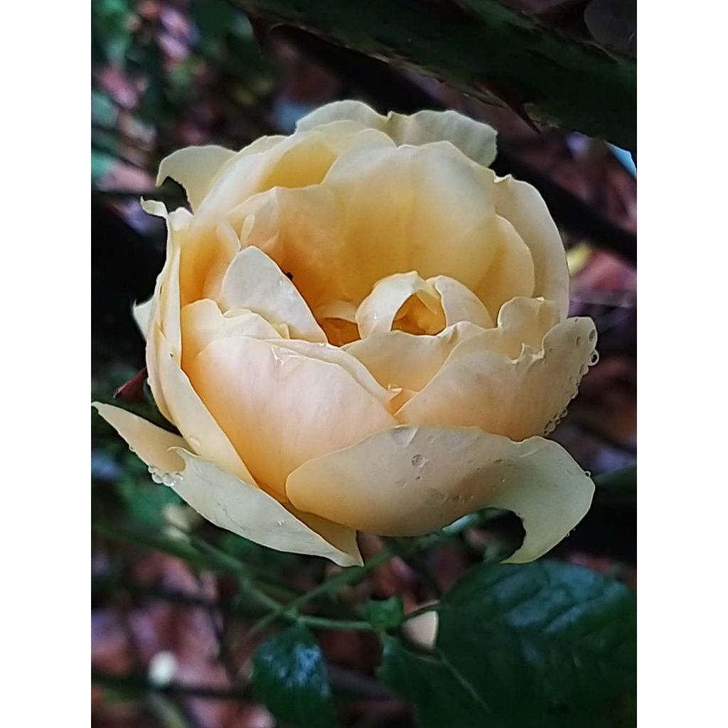 Rosal Bernstein Rose Taneitber