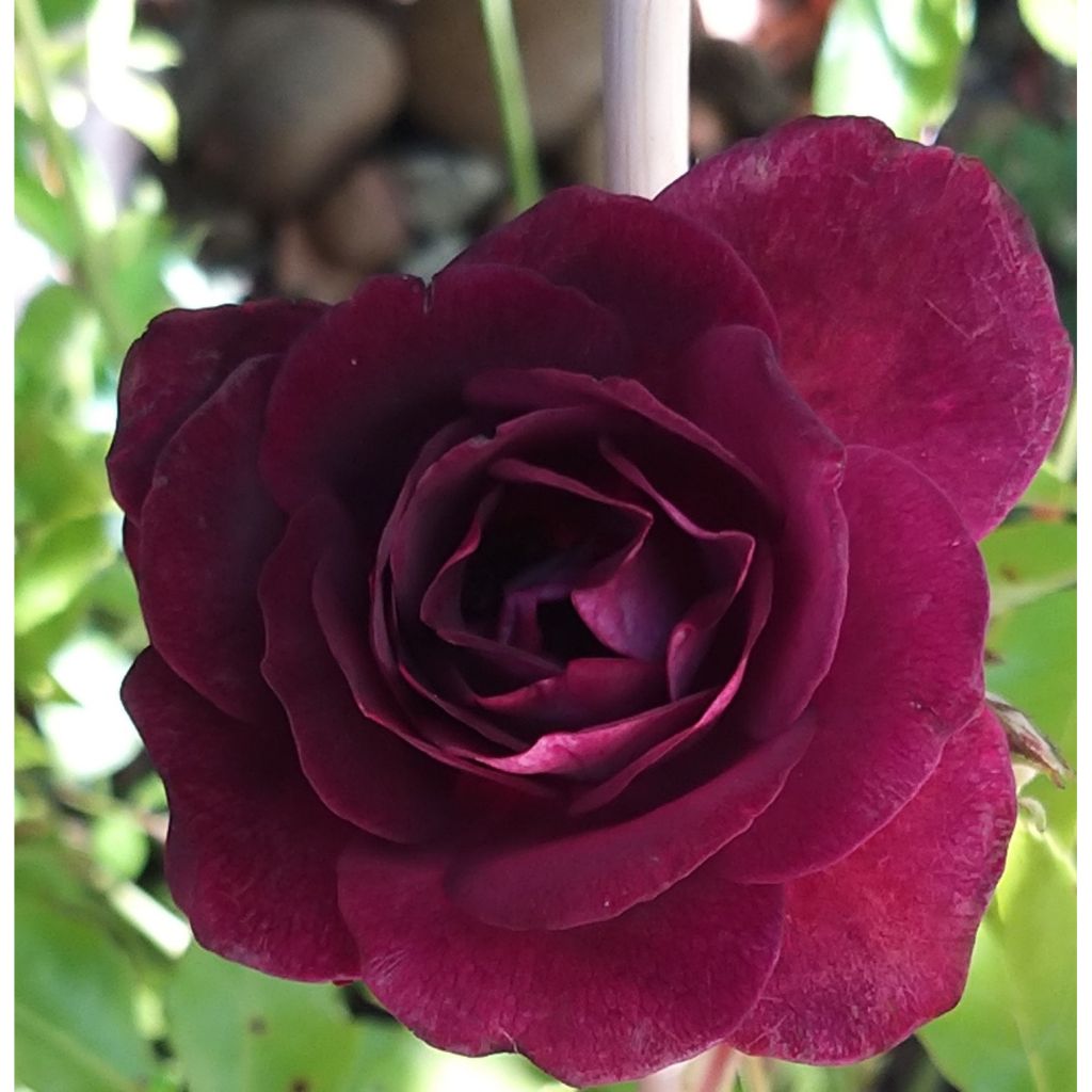 Rosal Burgundy Ice