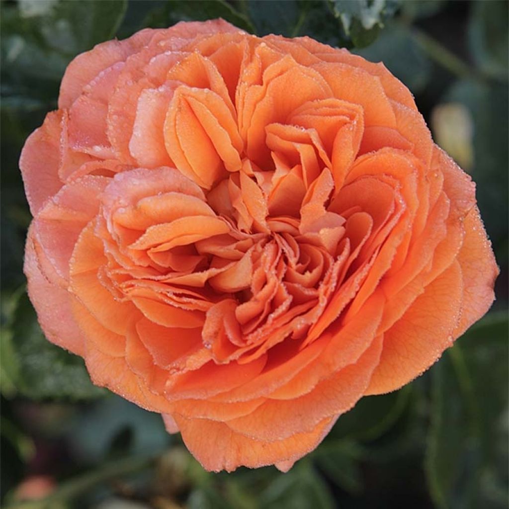 Rosal Naranja Orangerie