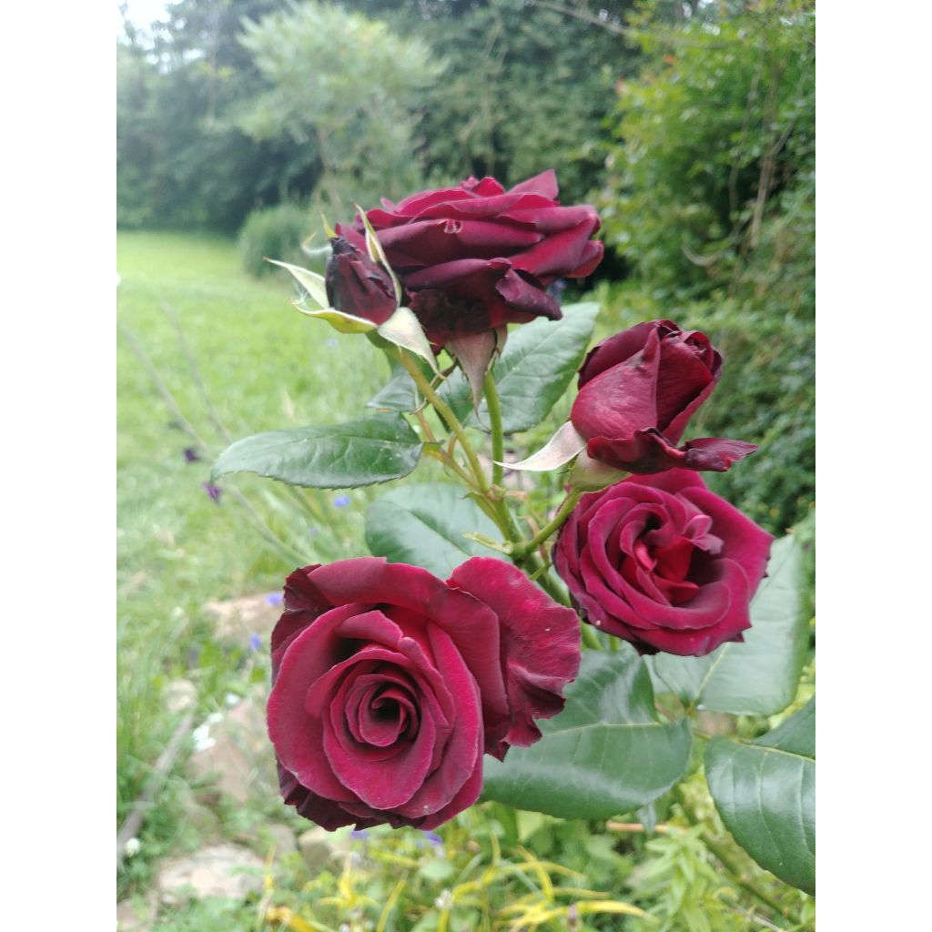 Rosal Black Baccara Meidebenne