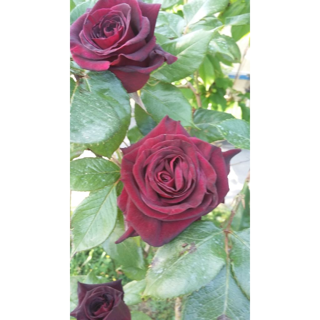 Rosal Black Baccara Meidebenne