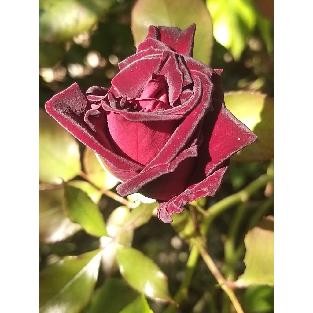 Rosal Black Baccara Meidebenne