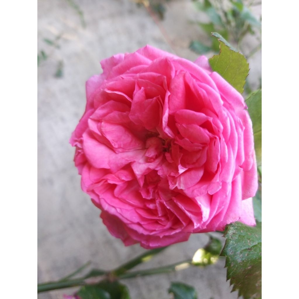 Rosal La Rose de Molinard