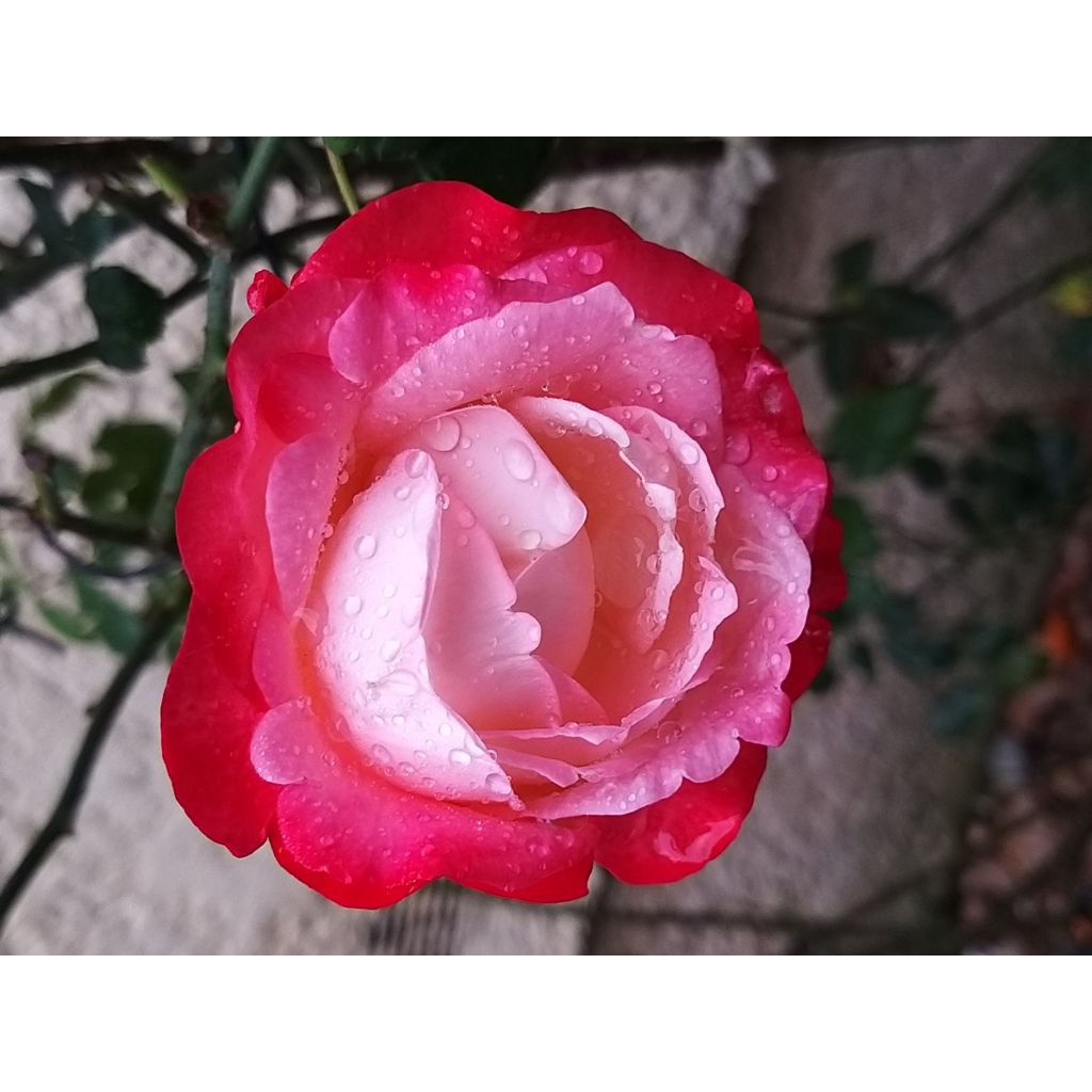 Rosal Les Années Folles La Garçonne