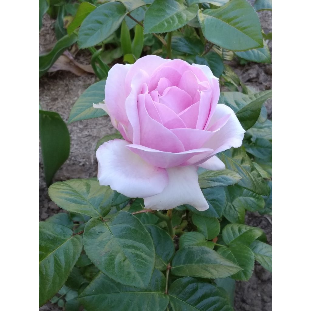 Rosal Pink Eureka