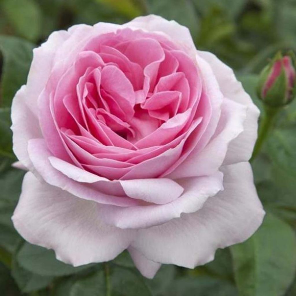 Rosal Pink Eureka