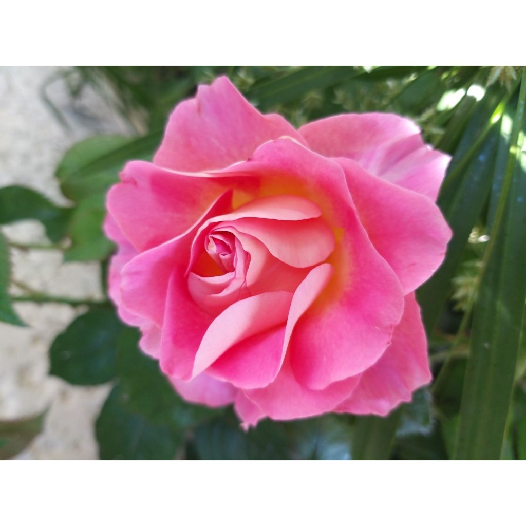 Rosal Pink Paradise