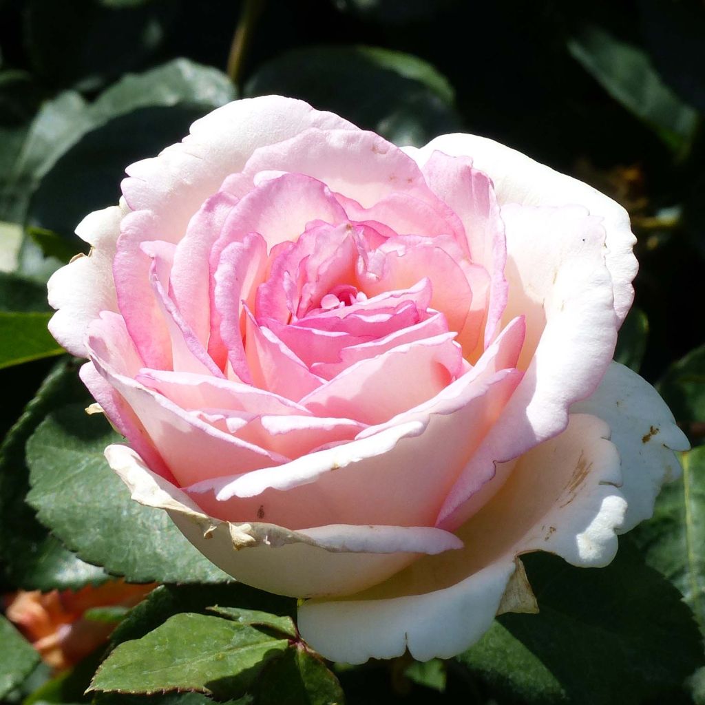 Rosal Souvenir de Baden-Baden