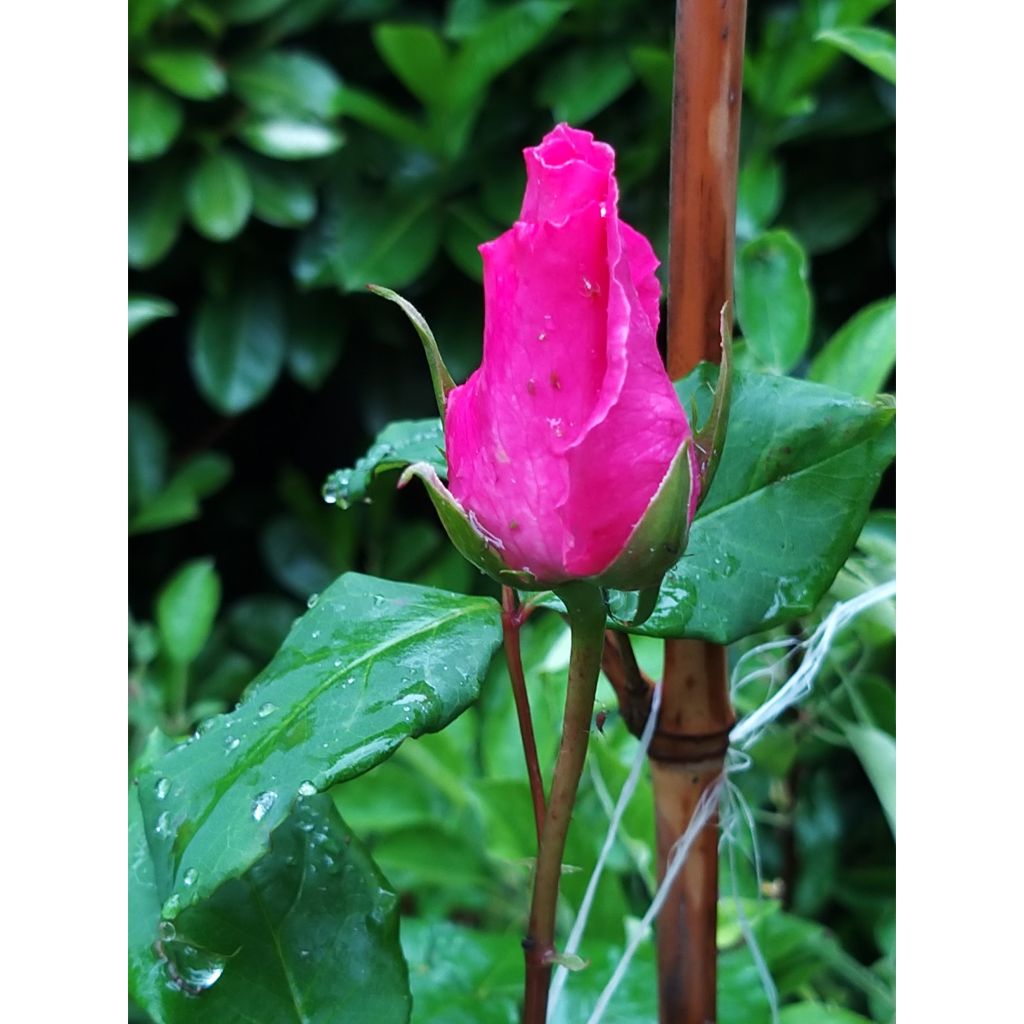 Rosal The McCartney Rose