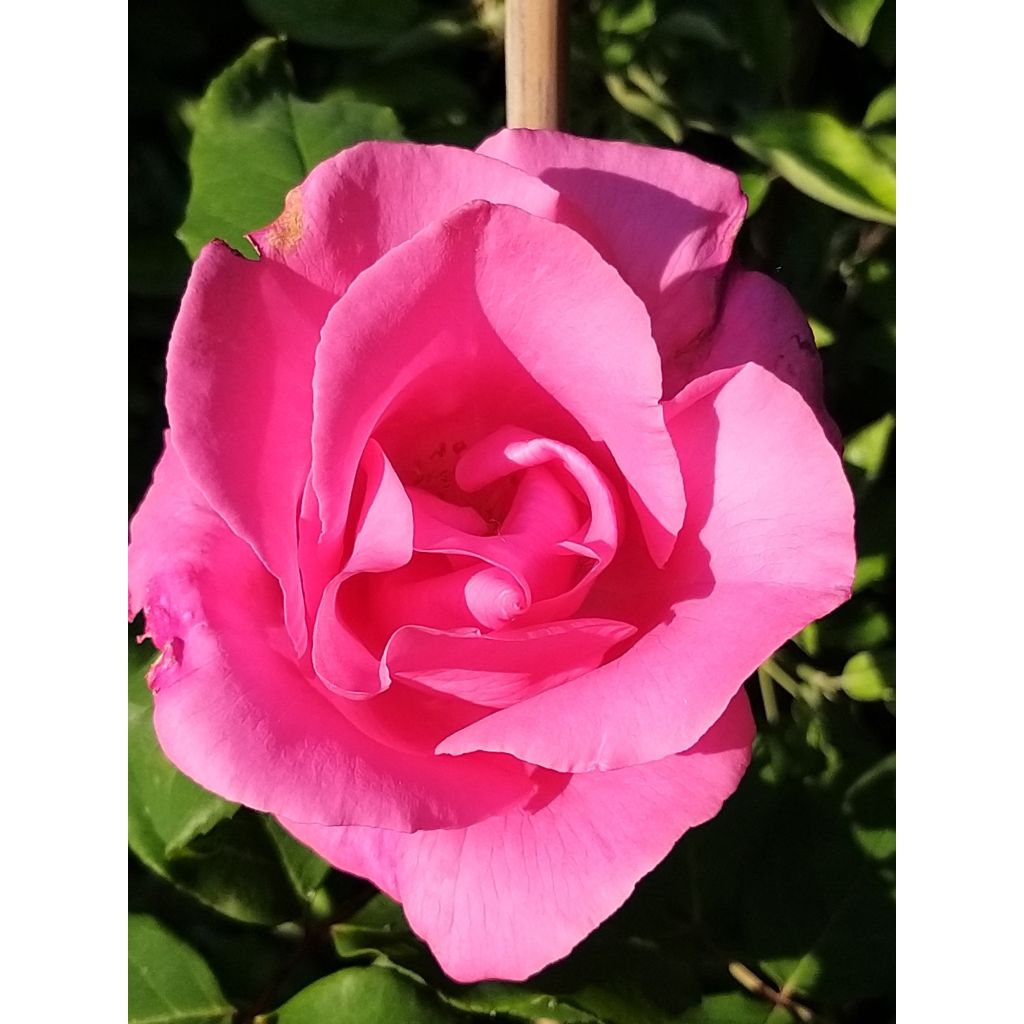 Rosal The McCartney Rose