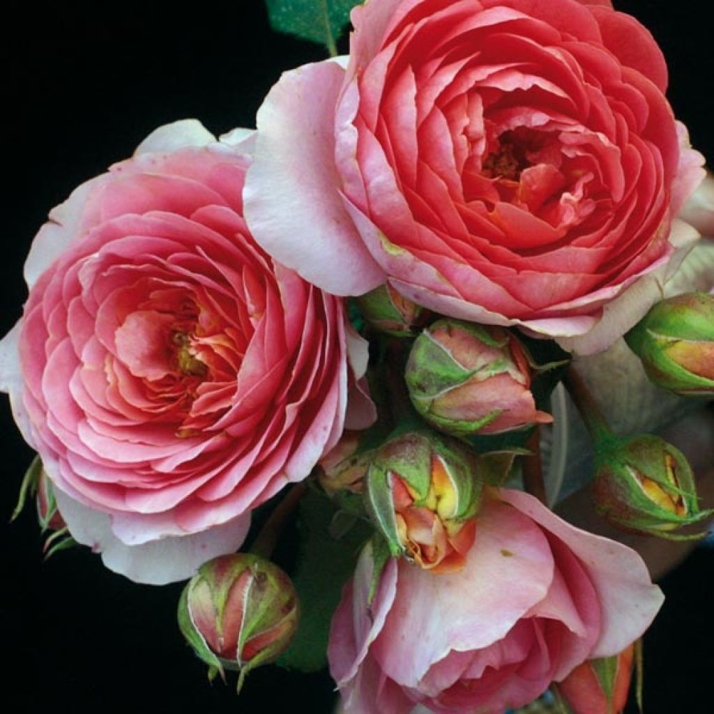 Rosier generosa Amandine Chanel