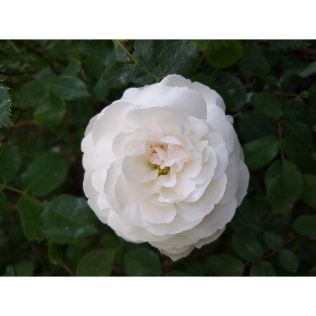 Rosal Boule de Neige