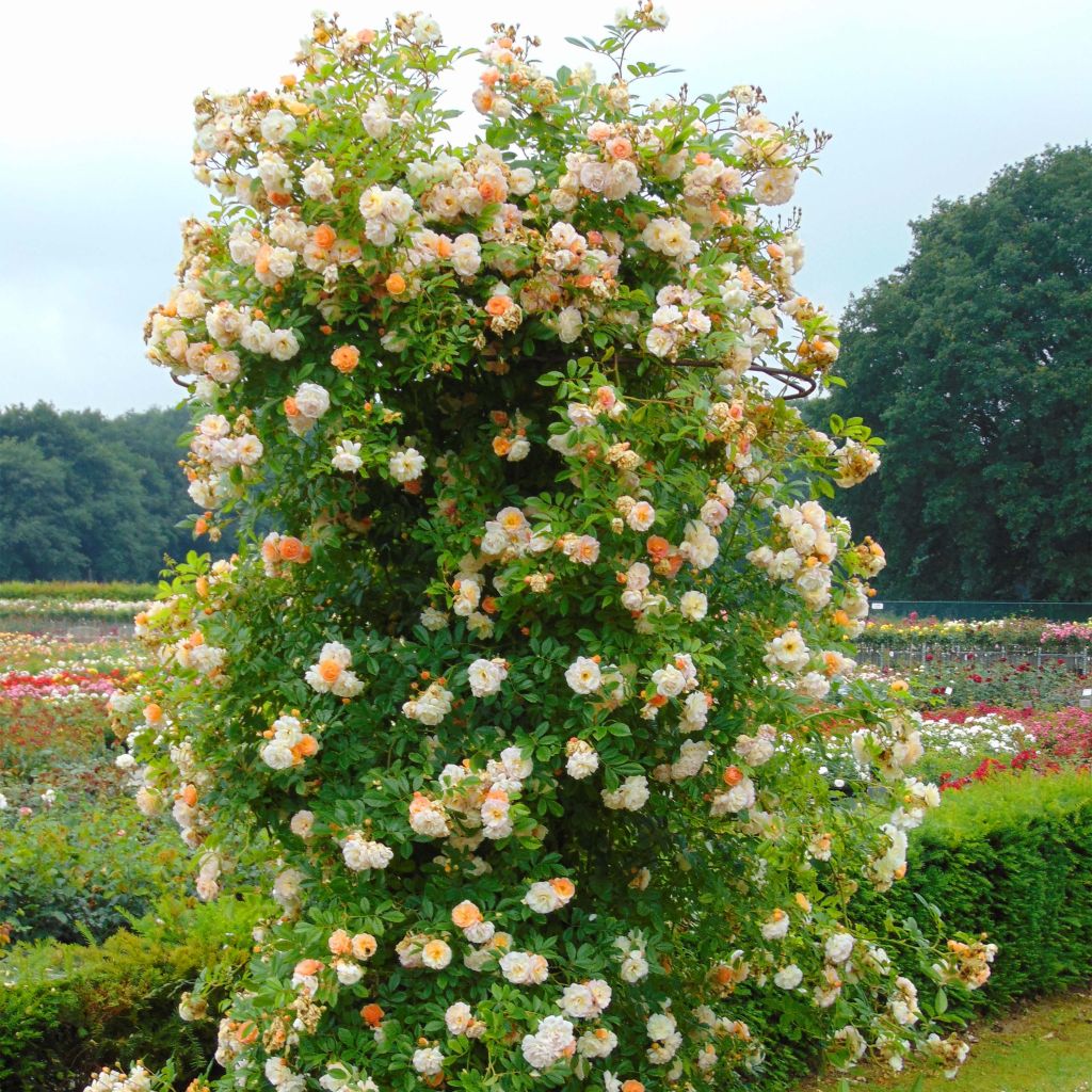 Rosal multiflora Ghislaine de Féligonde - Rosal trepadora