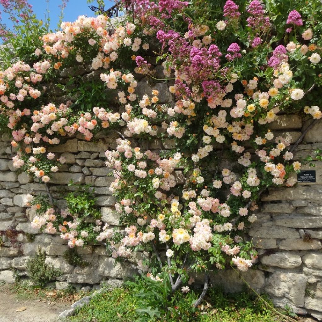 Rosal trepadora Phyllis Bide