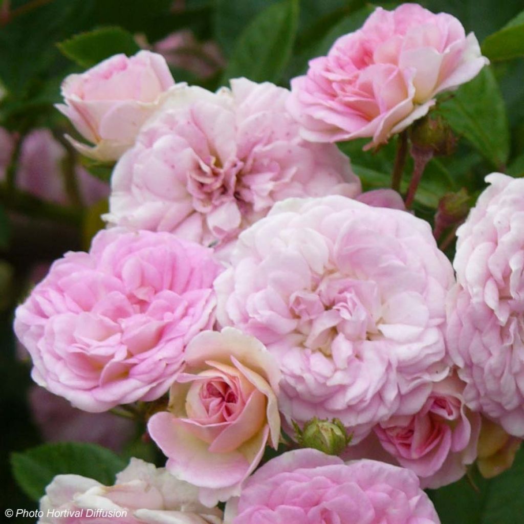 Rosal  trepadora Pink Ghislaine de Féligonde