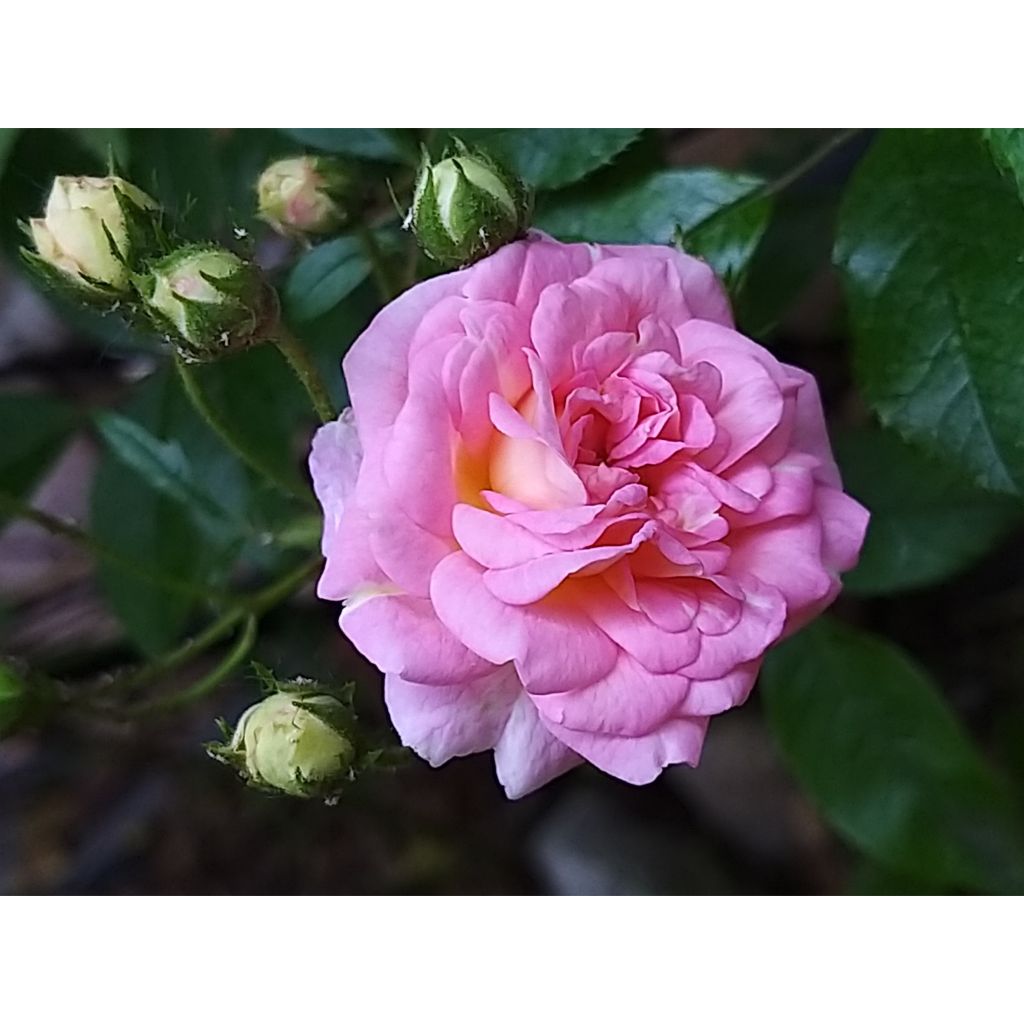 Rosal  trepadora Pink Ghislaine de Féligonde